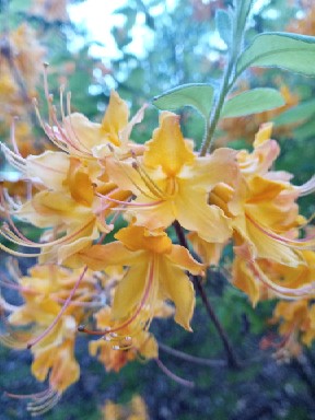 Azalea Social Outing